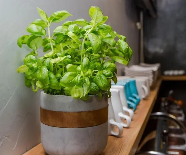 Hviezda Penzión pre hostí *